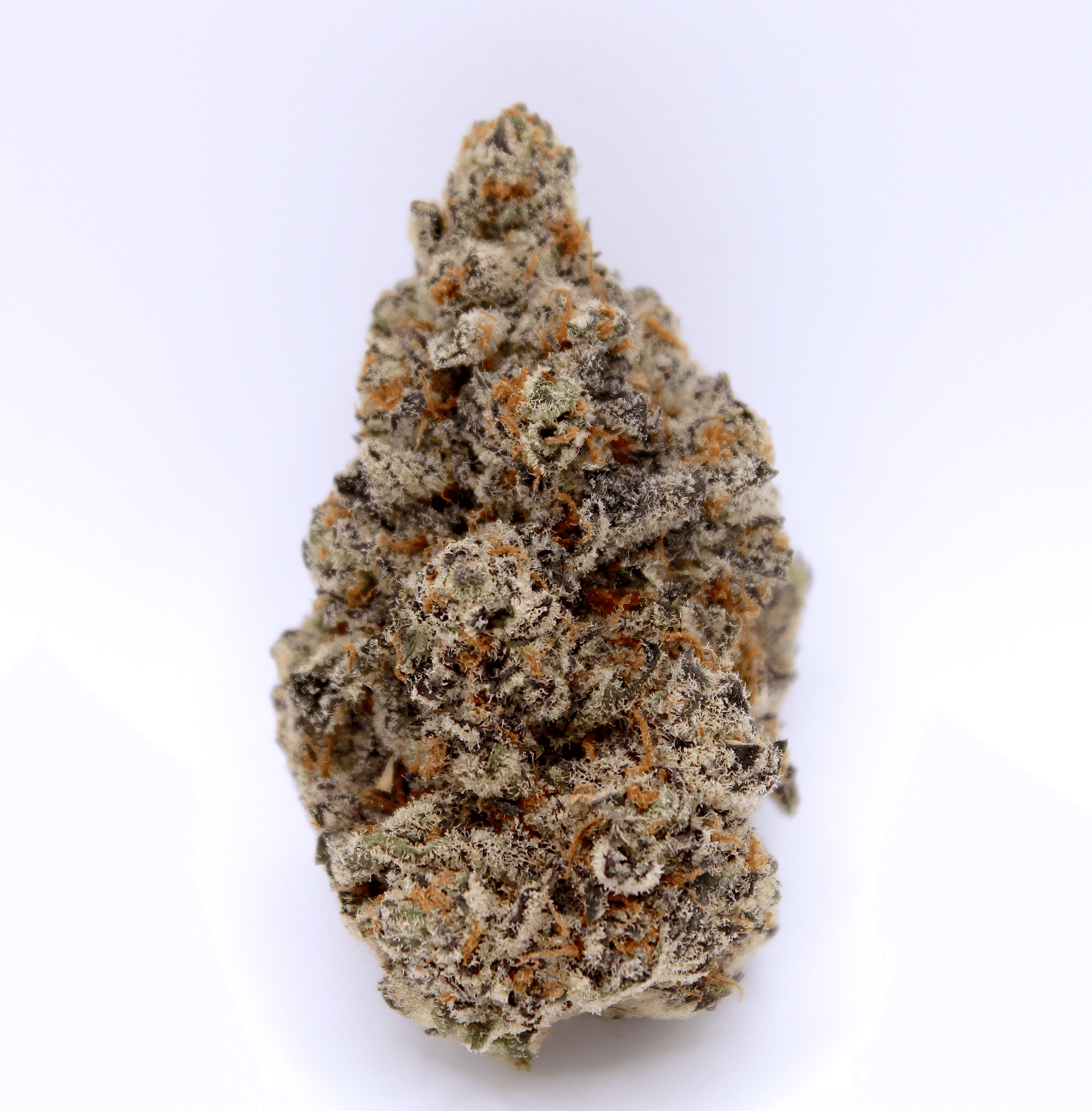 Exotic Flower — Chocolate Mintz