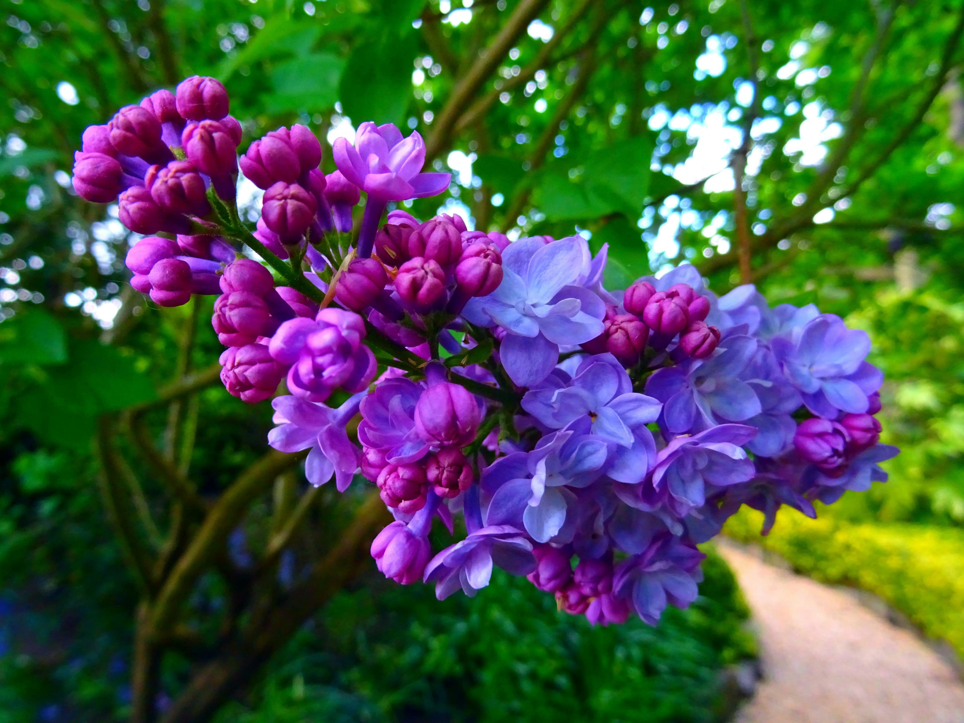 Lilac flowers in bloom