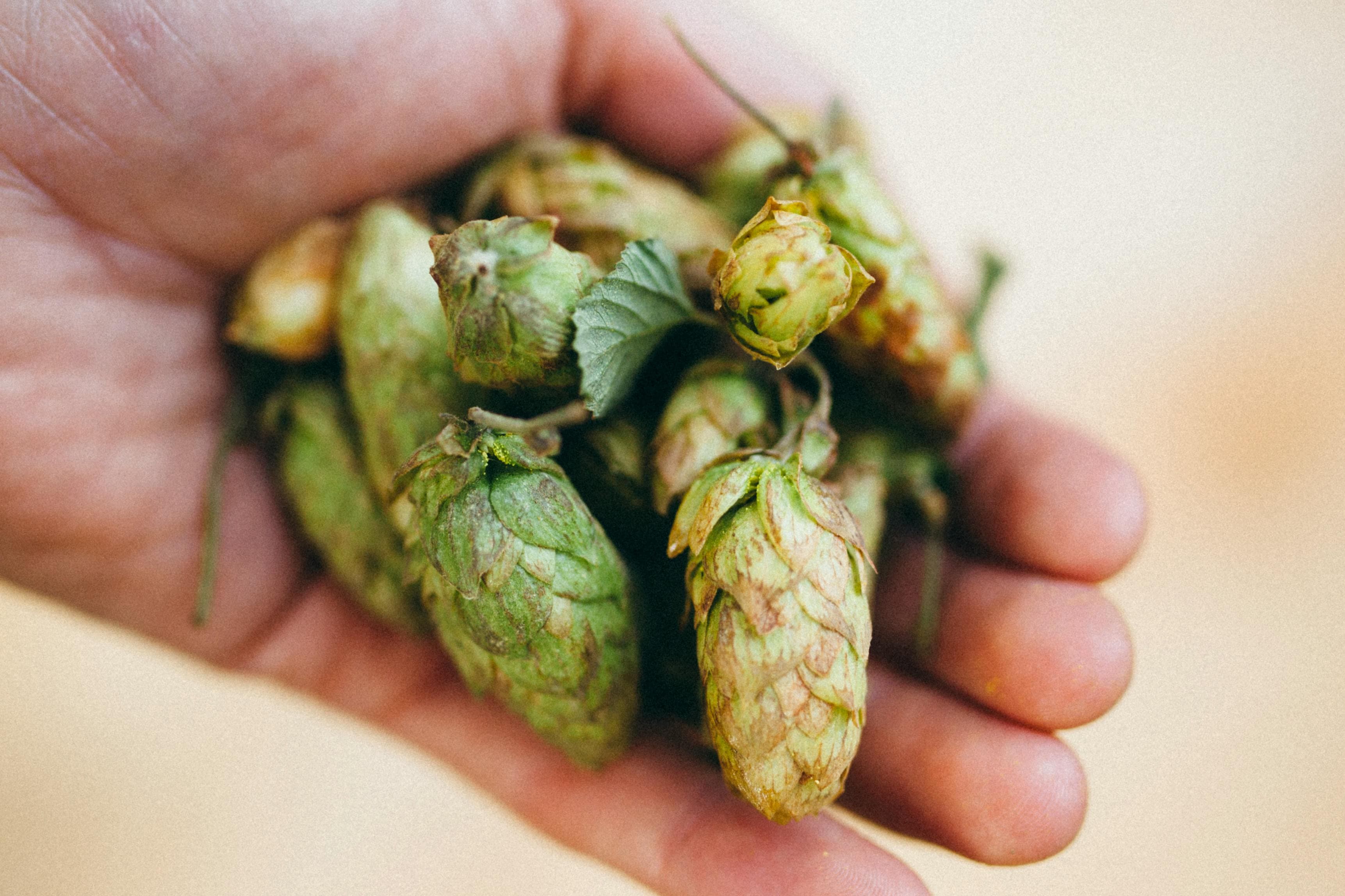 Hops cones close up